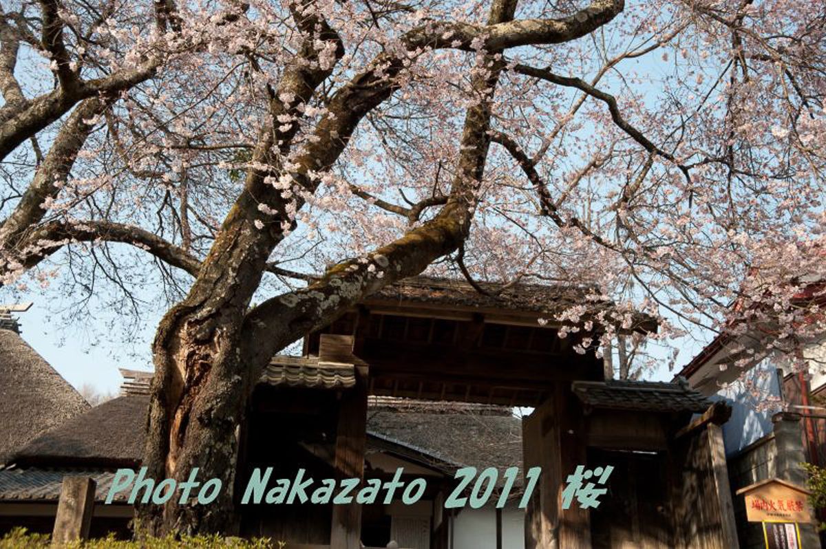 高遠の桜